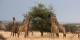 Tanzanie - 2010-09 - 228 - Serengeti - Girafes